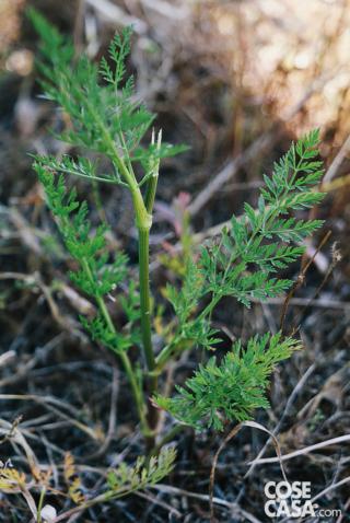 Daucus-carota Daucus-carota