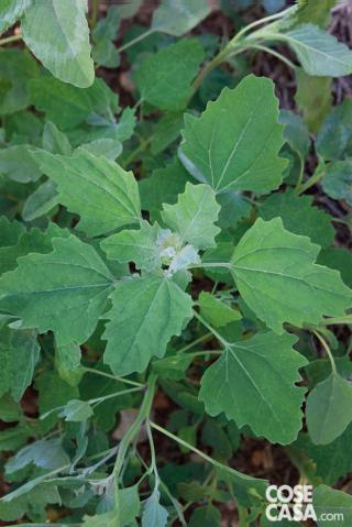 Farinaccio Farinaccio