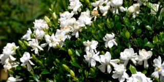 Come coltivare la gardenia in vaso e in giardino