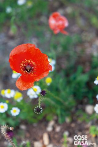Papaver-rhoeas Papaver-rhoeas
