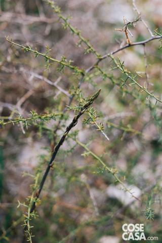 asparago-selvatico asparago-selvatico