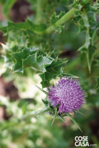 Il cardo mariano è capace di crescere ovunque, anche in suoli poveri, talvolta diventando infestante. Il cardo mariano è capace di crescere ovunque, anche in suoli poveri, talvolta diventando infestante.