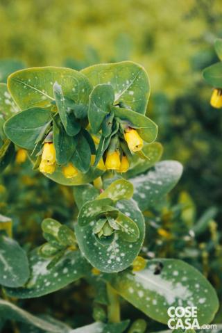 erba-vajola erba-vajola