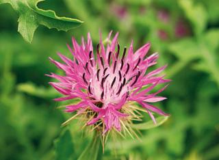 Centaurea Sphaerocephala Centaurea Sphaerocephala