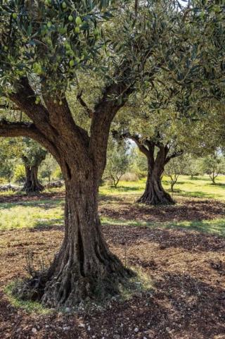 Ulivi Ulivi