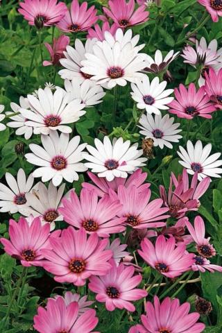 Dimorfoteca Dimorfoteca