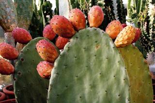 Fico d'India Fico d'India