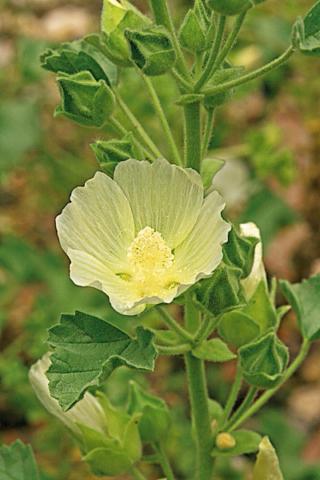 Malva agrigentina Malva agrigentina