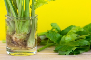 Regrowing,Celery,From,Stalk,,Use,The,Stem,Ends,Of,Celery, Regrowing,Celery,From,Stalk,,Use,The,Stem,Ends,Of,Celery,