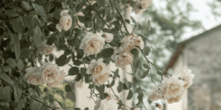 Borgo Plantarum – edizione autunnale Borgo Plantarum – edizione autunnale