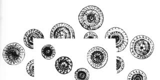 I miei pùpoli: Gaetano Kanizsa scienziato e artista I miei pùpoli: Gaetano Kanizsa scienziato e artista