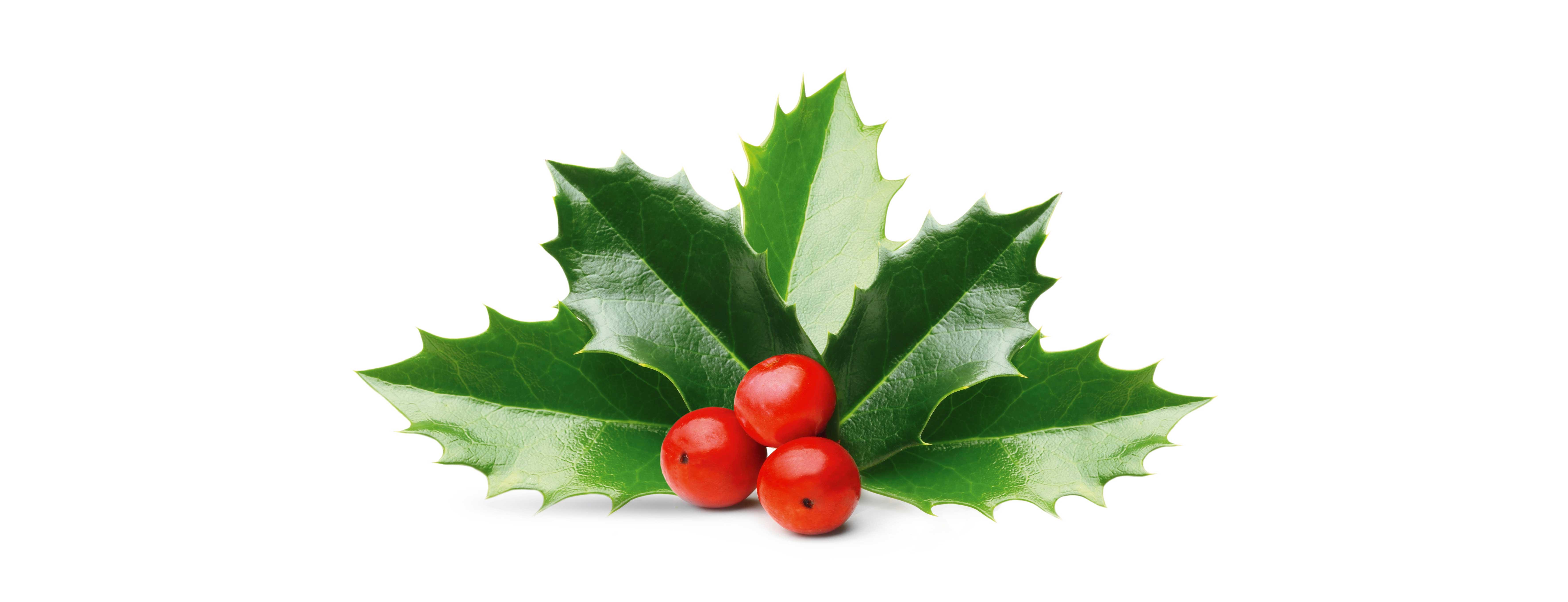 Agrifoglio Agrifoglio