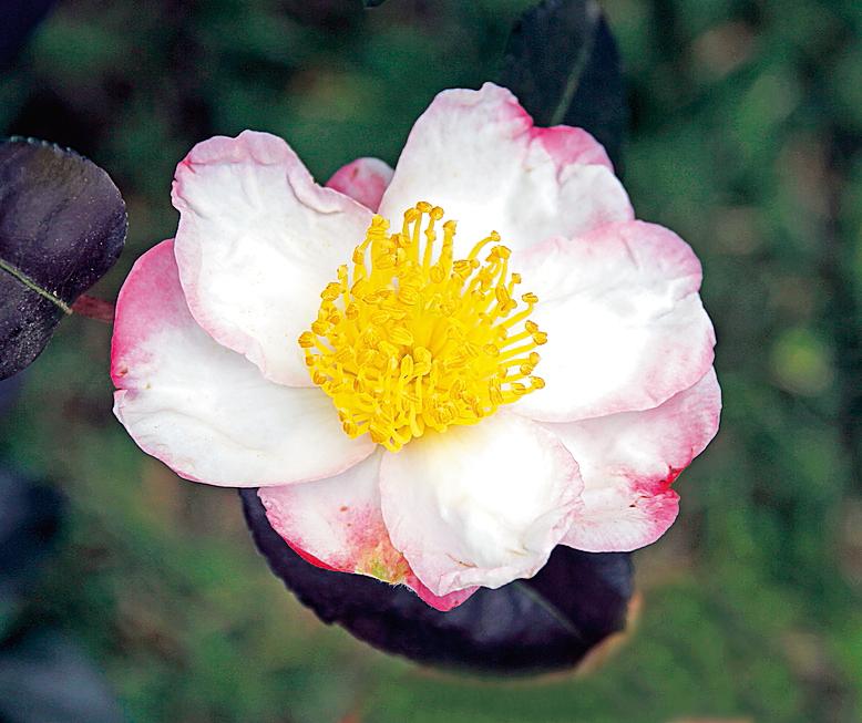 Camelia Sasanqua Camelia Sasanqua