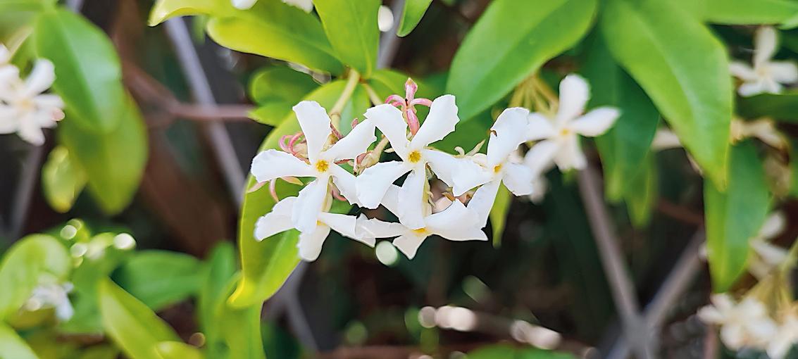 Falso gelsomino Falso gelsomino