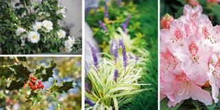 piante balcone angolare piante balcone angolare