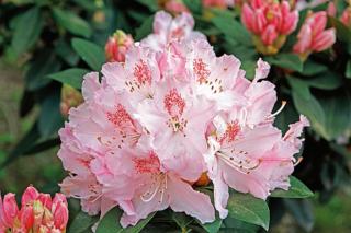 Il rododendro produce infiorescenze molto simili all'azalea ma di dimensioni decisamente maggiori. Il rododendro produce infiorescenze molto simili all'azalea ma di dimensioni decisamente maggiori.