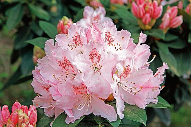 Il rododendro produce infiorescenze molto simili all'azalea ma di dimensioni decisamente maggiori. Il rododendro produce infiorescenze molto simili all'azalea ma di dimensioni decisamente maggiori.