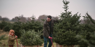 Albero di Natale vero