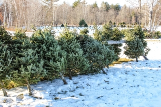 Alberi di natale veri tagliati Alberi di natale veri tagliati