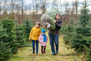 albero di natale vero albero di natale vero