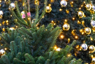 Christmas tree Christmas tree