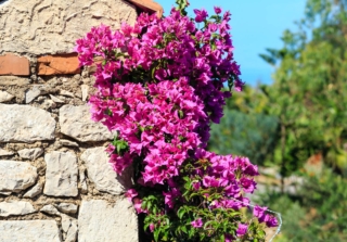 Bougainvillea Bougainvillea
