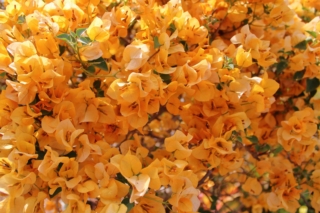 Bouganville arancione Bouganville arancione