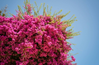 Plant,Of,Bouganville,Featuring,Beautiful,Purple,Flowers,,Italy.,Bougainvillea,Glabra Plant,Of,Bouganville,Featuring,Beautiful,Purple,Flowers,,Italy.,Bougainvillea,Glabra