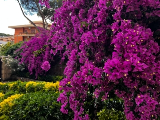 Bouganville fioritura Bouganville fioritura