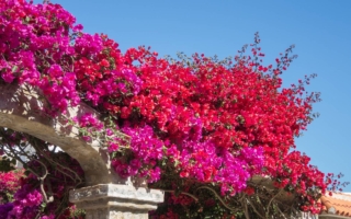 Bouganville pianta Bouganville pianta