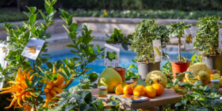 Agrumi. Saperi e sapori dal Mediterraneo Agrumi. Saperi e sapori dal Mediterraneo