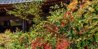 Nandina Domestica