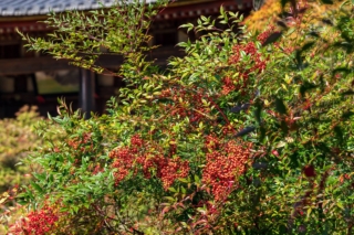 Nandina Domestica Nandina Domestica