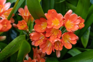 Clivia miniata Clivia miniata