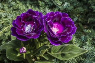 Gloxinia Gloxinia