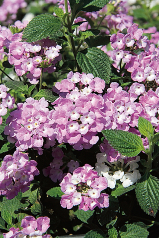 Lantana varietà "Sellowiana". Lantana varietà "Sellowiana".