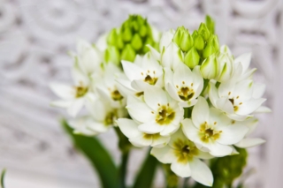 Ornithogalum Dubium Ornithogalum Dubium