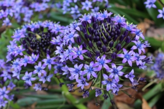 Scilla Peruviana Scilla Peruviana
