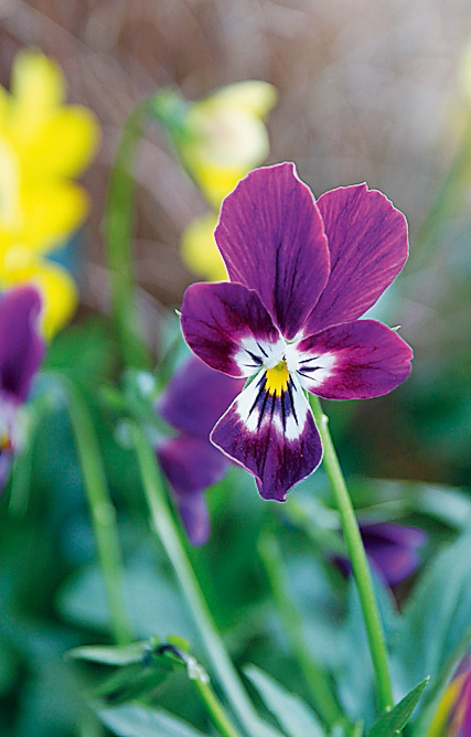 La viola in genere non emana profumo e i suoi petali sono commestibili. La viola in genere non emana profumo e i suoi petali sono commestibili.