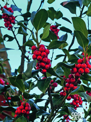 Le foglie color verde lucente dell'agrifoglio, coriacee e con margine dentato, sono altamente decorative. Le foglie color verde lucente dell'agrifoglio, coriacee e con margine dentato, sono altamente decorative.