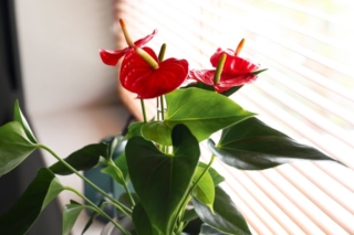 Anthurium,Flower,In,Pot,On,Windowsill,,Closeup Anthurium,Flower,In,Pot,On,Windowsill,,Closeup