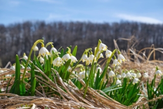 Leucojum Vernum Leucojum Vernum
