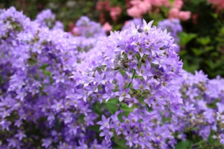 Campanula Campanula