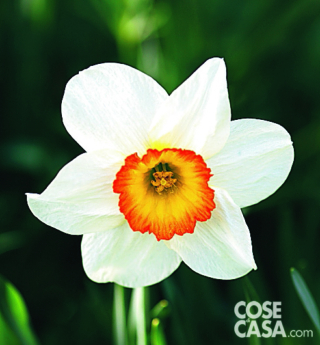 In questa foto è ben visibile la caratteristica forma a trombetta della corona centrale del fiore di narciso. In questa foto è ben visibile la caratteristica forma a trombetta della corona centrale del fiore di narciso.
