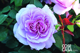 La rosa ha bisogno di esposizioni ben soleggiate ma il sole diretto, specie d'estate, può provocare danni alla pianta. La rosa ha bisogno di esposizioni ben soleggiate ma il sole diretto, specie d'estate, può provocare danni alla pianta.