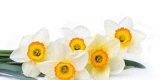 Narciso fiore: coltivazione e cura