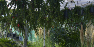 Flora et Decora Flora et Decora