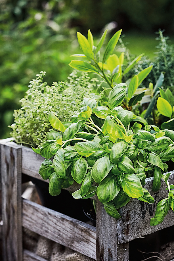 Il basilico si raccoglie da maggio a ottobre, ma è il mese di settembre quello più produttivo.