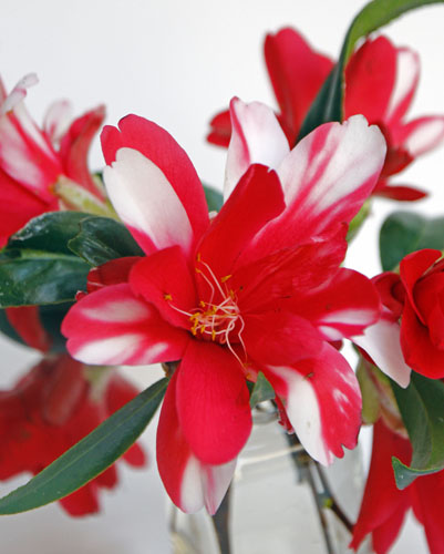 A&M STUDIO Camelia Hakuan Kuj. 001 A&M STUDIO Camelia Hakuan Kuj. 001