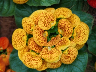 Calceolaria